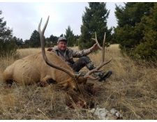 2017-Nice Montana Bull Dave