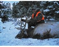 2013 Another Montana Bull for Pete