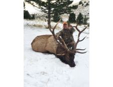 2015 Dan's Awesome Montana Bull